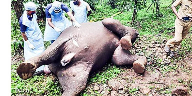 കൃഷിയിടത്തില് കാട്ടാന ചെരിഞ്ഞത് എരണ്ട കെട്ടുമൂലം കൃഷിയിടത്തില് കാട്ടാന ചെരിഞ്ഞത് എരണ്ട കെട്ടുമൂലം