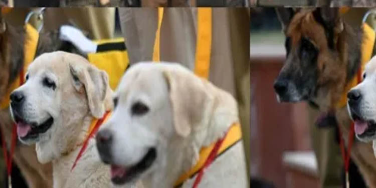 ഇന്ത്യന് അതിര്ത്തിയില് നിന്ന് ചൈനയെ തുരത്താന് സൈനികരെ സഹായിക്കാന് ഇനി പ്രത്യേക പരിശീലനം ലഭിച്ച നായകളും ഇന്ത്യന് അതിര്ത്തിയില് നിന്ന് ചൈനയെ തുരത്താന് സൈനികരെ സഹായിക്കാന് ഇനി പ്രത്യേക പരിശീലനം ലഭിച്ച നായകളും