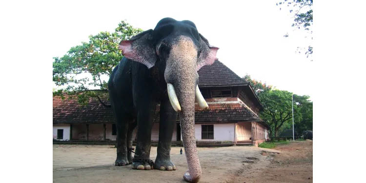 തൃശ്ശൂര് ജില്ലയിലെ ക്ഷേത്രങ്ങളില് ഒരു ആനയെ ഉപയോഗിച്ചുള്ള ചടങ്ങുകള്ക്ക് അനുമതി തൃശ്ശൂര് ജില്ലയിലെ ക്ഷേത്രങ്ങളില് ഒരു ആനയെ ഉപയോഗിച്ചുള്ള ചടങ്ങുകള്ക്ക് അനുമതി