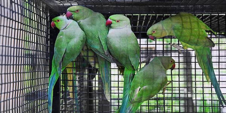 തത്തയെ കെണിവെച്ച് പിടിച്ച് വിൽക്കാൻ ശ്രമിച്ച സംഭവത്തിൽ ഒരാൾ പിടിയിൽ തത്തയെ കെണിവെച്ച് പിടിച്ച് വിൽക്കാൻ ശ്രമിച്ച സംഭവത്തിൽ ഒരാൾ പിടിയിൽ