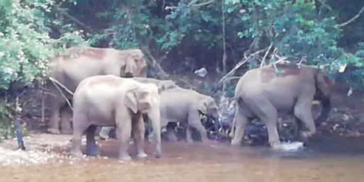 തണ്ണിത്തോട് മൂഴിയിൽ കാട്ടാനക്കൂട്ടത്തിന്റെ സാന്നിധ്യം പതിവാകുന്നു തണ്ണിത്തോട് മൂഴിയിൽ കാട്ടാനക്കൂട്ടത്തിന്റെ സാന്നിധ്യം പതിവാകുന്നു