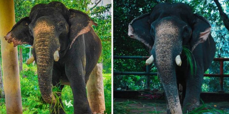 വനം വകുപ്പിന്റെ മുതിര്ന്ന താപ്പാനകളില് ഒന്നായ മണിയന് കോന്നി ചരിഞ്ഞു വനം വകുപ്പിന്റെ മുതിര്ന്ന താപ്പാനകളില് ഒന്നായ മണിയന് കോന്നി ചരിഞ്ഞു