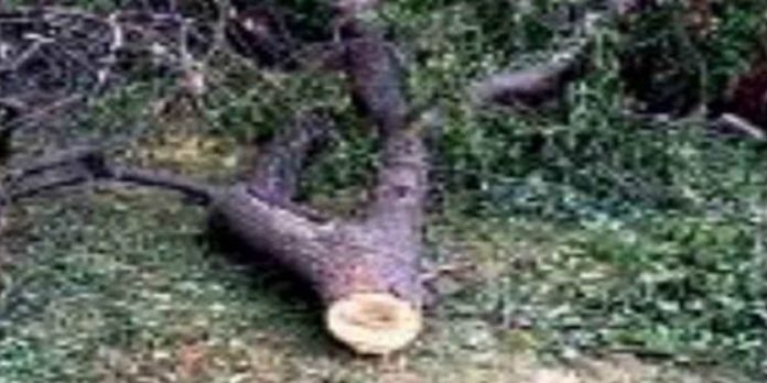 വനംവകുപ്പിന്റെ സംരക്ഷിത മേഘലയില് നിന്ന് ചന്ദനമരം മുറിച്ചു കടത്തി വനംവകുപ്പിന്റെ സംരക്ഷിത മേഘലയില് നിന്ന് ചന്ദനമരം മുറിച്ചു കടത്തി