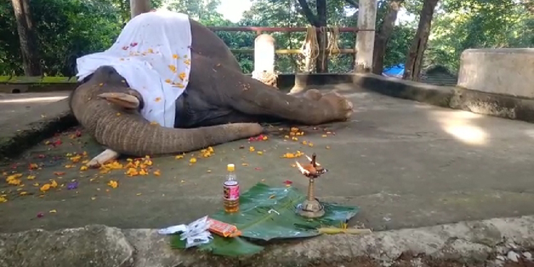 കോന്നി ആനക്കൂട്ടിലെ ഏറ്റവും പ്രായം കൂടിയ ആന മണി ചരിഞ്ഞു കോന്നി ആനക്കൂട്ടിലെ ഏറ്റവും പ്രായം കൂടിയ ആന മണി ചരിഞ്ഞു
