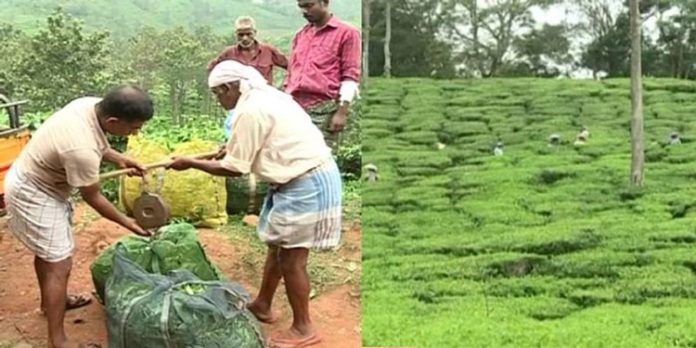തേയില വില കുതിക്കുന്നു ; കൊളുന്തിനും റെക്കോഡ് വില തേയില വില കുതിക്കുന്നു ; കൊളുന്തിനും റെക്കോഡ് വില