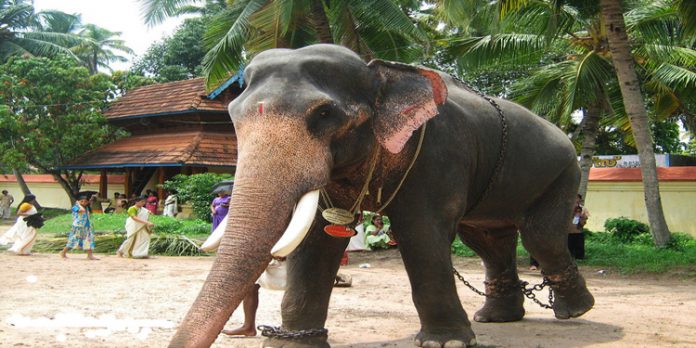 അമ്പലപ്പുഴ വിജയകൃഷ്ണന് വിദഗ്ദ ചികിത്സ നൽകാൻ നിർദ്ദേശം നൽകിയതായി ദേവസ്വം ബോർഡ് അമ്പലപ്പുഴ വിജയകൃഷ്ണന് വിദഗ്ദ ചികിത്സ നൽകാൻ നിർദ്ദേശം നൽകിയതായി ദേവസ്വം ബോർഡ്