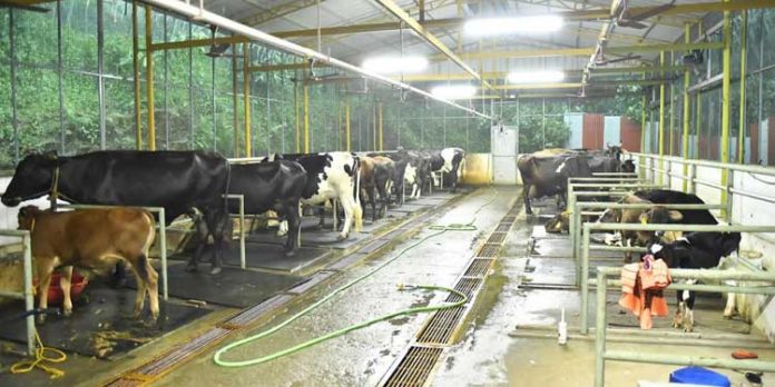 പ്രളയത്തിലും കോവിഡ് കാലത്തും ക്ഷീരകര്ഷകരെ ചേര്ത്തുപിടിച്ച് ക്ഷീരവികസന വകുപ്പ് പ്രളയത്തിലും കോവിഡ് കാലത്തും ക്ഷീരകര്ഷകരെ ചേര്ത്തുപിടിച്ച് ക്ഷീരവികസന വകുപ്പ്