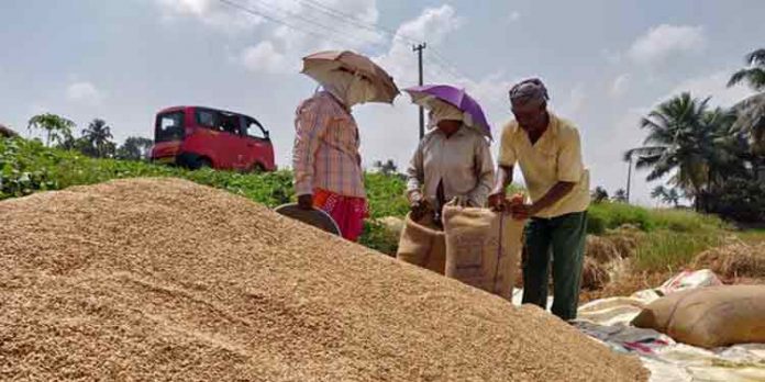 നെല്ല് സംഭരണ പ്രതിസന്ധി ; കുട്ടനാട്ടില് പ്രതിഷേധം ശക്തം നെല്ല് സംഭരണ പ്രതിസന്ധി ; കുട്ടനാട്ടില് പ്രതിഷേധം ശക്തം