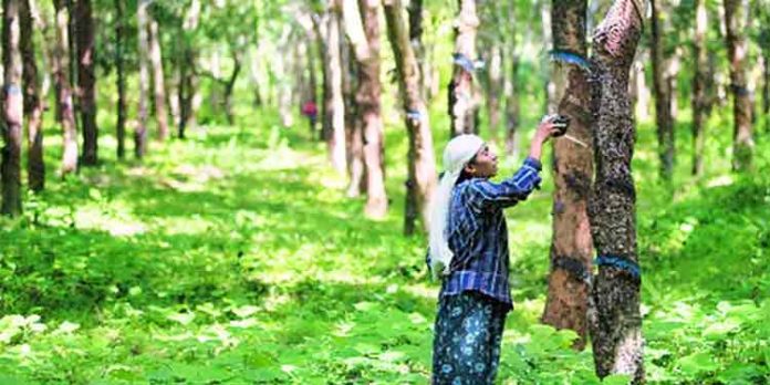 കര്ഷകര്ക്ക് ആശ്വാസം ; റബര് വിലയില് വര്ദ്ധനവ് കര്ഷകര്ക്ക് ആശ്വാസം ; റബര് വിലയില് വര്ദ്ധനവ്