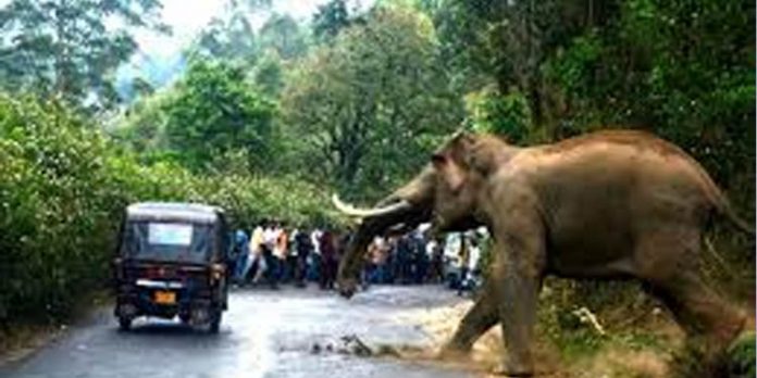 നിലയ്ക്കലില് തീർത്ഥാടന പാതയില് ഡ്യൂട്ടിയില് ഉണ്ടായിരുന്ന പോലീസുകാരെ തുരത്തി കാട്ടാന നിലയ്ക്കലില് തീർത്ഥാടന പാതയില് ഡ്യൂട്ടിയില് ഉണ്ടായിരുന്ന പോലീസുകാരെ തുരത്തി കാട്ടാന