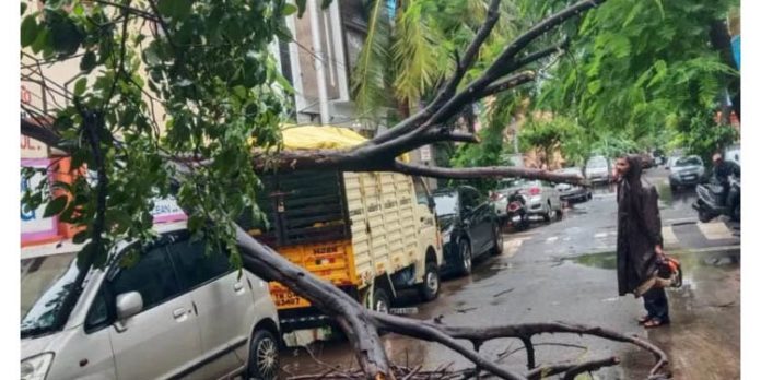 റോഡിലൂടെ നടന്ന് പോകുന്നതിനിടെ മരം വീണ് മധ്യവയ്സകന് മരിച്ചു റോഡിലൂടെ നടന്ന് പോകുന്നതിനിടെ മരം വീണ് മധ്യവയ്സകന് മരിച്ചു