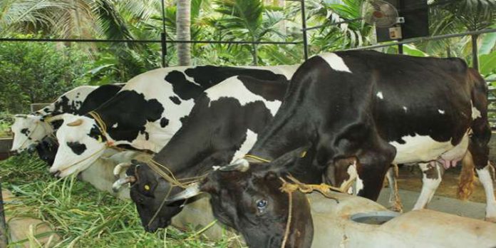 അടൂർ-പള്ളിക്കൽ ഗ്രാമം ക്ഷീരസമൃദ്ധമാക്കാനുള്ള ഒരുക്കങ്ങൾ ആരംഭിച്ചു അടൂർ-പള്ളിക്കൽ ഗ്രാമം ക്ഷീരസമൃദ്ധമാക്കാനുള്ള ഒരുക്കങ്ങൾ ആരംഭിച്ചു