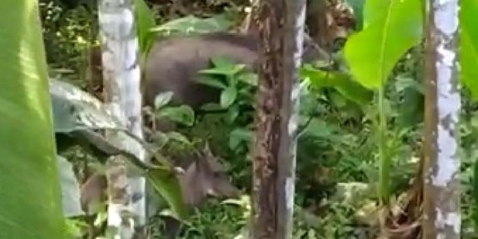 ഇലന്തൂരിലെ ജനവാസ കേന്ദ്രങ്ങളിലും കാട്ടുപന്നി ശല്യം രൂക്ഷമാകുന്നു ഇലന്തൂരിലെ ജനവാസ കേന്ദ്രങ്ങളിലും കാട്ടുപന്നി ശല്യം രൂക്ഷമാകുന്നു