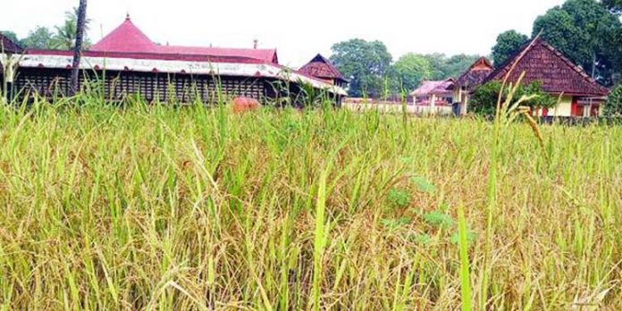 തിരുവല്ല ശ്രീവല്ലഭ ക്ഷേത്രത്തിലെ കരനെല്ക്കൃഷി ; കന്നിക്കൊയ്ത്ത് നാളെ തിരുവല്ല ശ്രീവല്ലഭ ക്ഷേത്രത്തിലെ കരനെല്ക്കൃഷി ; കന്നിക്കൊയ്ത്ത് നാളെ