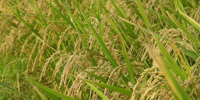 തുലാംവർഷം ചതിച്ചു ; വേങ്ങൽ പാടശേഖരം വെള്ളത്തിലായി തുലാംവർഷം ചതിച്ചു ; വേങ്ങൽ പാടശേഖരം വെള്ളത്തിലായി