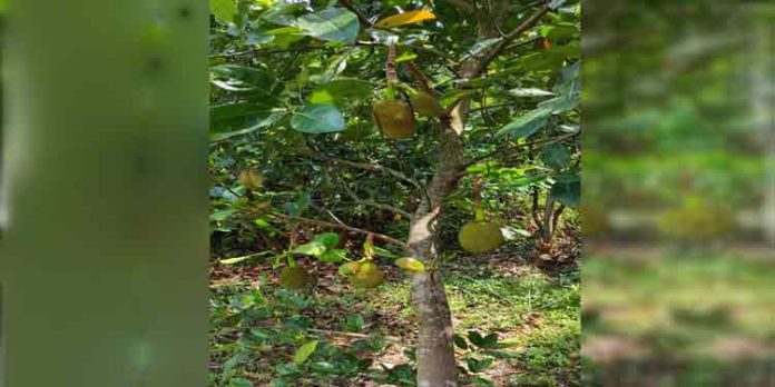 തണ്ണിത്തോട് പ്ലാന്റേഷൻ എസ്റ്റേറ്റിൽ ഇനി വിയറ്റ്നാം ചക്കയും വിളയും തണ്ണിത്തോട് പ്ലാന്റേഷൻ എസ്റ്റേറ്റിൽ ഇനി വിയറ്റ്നാം ചക്കയും വിളയും