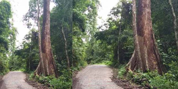 തണ്ണിത്തോട് – ചിറ്റാർ റോഡിൽ അപകടഭീഷണി ഉയർത്തി ഉണക്കമരം തണ്ണിത്തോട് – ചിറ്റാർ റോഡിൽ അപകടഭീഷണി ഉയർത്തി ഉണക്കമരം