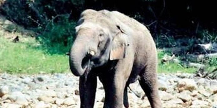 കൊലയാളിക്കൊമ്പനെ തുരത്താന് റാപ്പിഡ് റെസ്പോണ്സ് സംഘം മുണ്ടേരി വനത്തില് കൊലയാളിക്കൊമ്പനെ തുരത്താന് റാപ്പിഡ് റെസ്പോണ്സ് സംഘം മുണ്ടേരി വനത്തില്