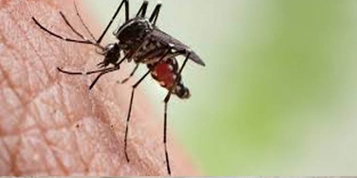 ഇന്ത്യയില് തന്നെ അപൂര്വമായ മലേറിയ രോഗാണുവിനെ കേരളത്തില് കണ്ടെത്തി ഇന്ത്യയില് തന്നെ അപൂര്വമായ മലേറിയ രോഗാണുവിനെ കേരളത്തില് കണ്ടെത്തി