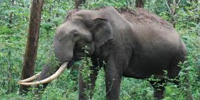 കാട്ടാനയുടെ ആക്രമണത്തില് അച്ഛനും മകനും ദാരുണാന്ത്യം കാട്ടാനയുടെ ആക്രമണത്തില് അച്ഛനും മകനും ദാരുണാന്ത്യം