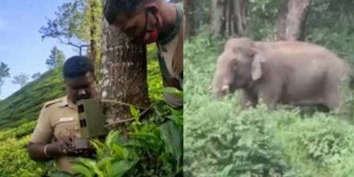 നീലഗിരി, വയനാട് മേഖലയിലെ ജനങ്ങളുടെ പേടിസ്വപ്നമായ ഒറ്റക്കൊമ്പന് ശങ്കര് നിലമ്പൂര് വന മേഖലയില് നീലഗിരി, വയനാട് മേഖലയിലെ ജനങ്ങളുടെ പേടിസ്വപ്നമായ ഒറ്റക്കൊമ്പന് ശങ്കര് നിലമ്പൂര് വന മേഖലയില്