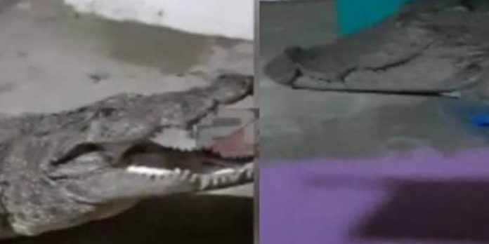 അതിരപ്പിള്ളിക്ക് സമീപം പുഴയോട് ചേര്ന്ന വീടിന്റെ വരാന്തയില് ചീങ്കണ്ണിയെ കണ്ടെത്തി അതിരപ്പിള്ളിക്ക് സമീപം പുഴയോട് ചേര്ന്ന വീടിന്റെ വരാന്തയില് ചീങ്കണ്ണിയെ കണ്ടെത്തി