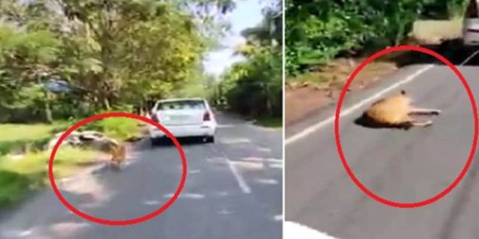 നായയെ കാറിന്റെ പിന്നില് കയറില് കെട്ടി വലിച്ചു കൊണ്ടുപോകുന്ന ടാക്സി ഡ്രൈവറിന്റെ വീഡിയോ ; എങ്ങും പ്രതിഷേധം നായയെ കാറിന്റെ പിന്നില് കയറില് കെട്ടി വലിച്ചു കൊണ്ടുപോകുന്ന ടാക്സി ഡ്രൈവറിന്റെ വീഡിയോ ; എങ്ങും പ്രതിഷേധം
