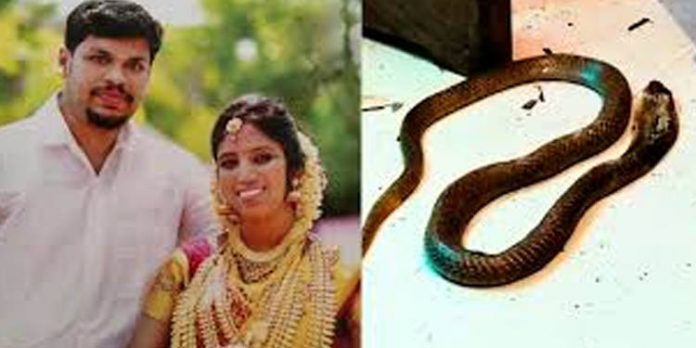 ഉത്രയ്ക്ക് നിരന്തരം പാമ്പ് കടിയേല്ക്കുന്നത് സര്പ്പ ദോഷം കൊണ്ടാണെന്ന് വരുത്തി തീര്ക്കാന് സൂരജ് ശ്രമിച്ചിരുന്നുവെന്ന് ഉത്രയുടെ അച്ഛന് ഉത്രയ്ക്ക് നിരന്തരം പാമ്പ് കടിയേല്ക്കുന്നത് സര്പ്പ ദോഷം കൊണ്ടാണെന്ന് വരുത്തി തീര്ക്കാന് സൂരജ് ശ്രമിച്ചിരുന്നുവെന്ന് ഉത്രയുടെ അച്ഛന്