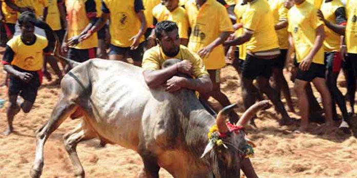 കോവിഡ് മാനദണ്ഡങ്ങള് പാലിച്ച് ജെല്ലിക്കെട്ട് നടത്താം : തമിഴ്നാട് സർക്കാർ അനുമതി നൽകി കോവിഡ് മാനദണ്ഡങ്ങള് പാലിച്ച് ജെല്ലിക്കെട്ട് നടത്താം : തമിഴ്നാട് സർക്കാർ അനുമതി നൽകി