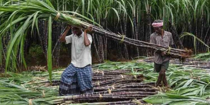 കരിമ്പ് കര്ഷകര്ക്ക് 3,500 കോടി രൂപയുടെ ധന സഹായത്തിന് അംഗീകാരം കരിമ്പ് കര്ഷകര്ക്ക് 3,500 കോടി രൂപയുടെ ധന സഹായത്തിന് അംഗീകാരം