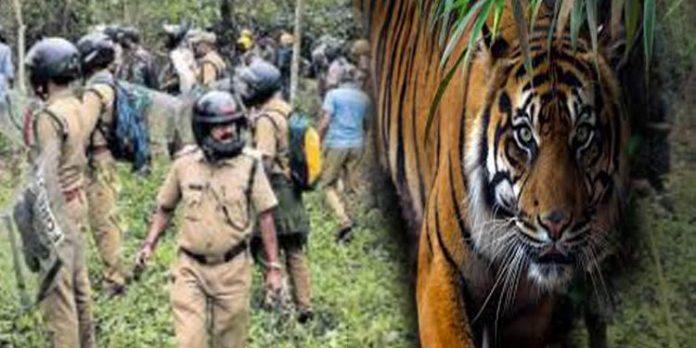വയനാട് – കൊളവള്ളിയില് ജനങ്ങളുടെ ജീവനു ഭീഷണിയായി കടുവ വയനാട് – കൊളവള്ളിയില് ജനങ്ങളുടെ ജീവനു ഭീഷണിയായി കടുവ