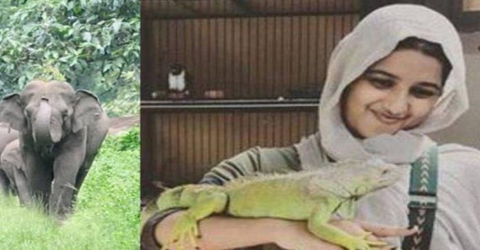 വിനോദ സഞ്ചാരിയെ കാട്ടാന ചവിട്ടിക്കൊന്ന സംഭവം : സുരക്ഷാ വീഴ്ച കണ്ടെത്തിയതിനെ തുടര്ന്ന് റിസോര്ട്ട് പൂട്ടി വിനോദ സഞ്ചാരിയെ കാട്ടാന ചവിട്ടിക്കൊന്ന സംഭവം : സുരക്ഷാ വീഴ്ച കണ്ടെത്തിയതിനെ തുടര്ന്ന് റിസോര്ട്ട് പൂട്ടി