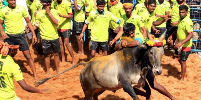മധുരയില് ജെല്ലിക്കെട്ടിനിടെ അപകടം മധുരയില് ജെല്ലിക്കെട്ടിനിടെ അപകടം
