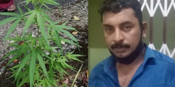 വീട്ടുമുറ്റത്ത് കഞ്ചാവ് ചെടി വളര്ത്തിയ യുവാവ് അറസ്റ്റില് വീട്ടുമുറ്റത്ത് കഞ്ചാവ് ചെടി വളര്ത്തിയ യുവാവ് അറസ്റ്റില്