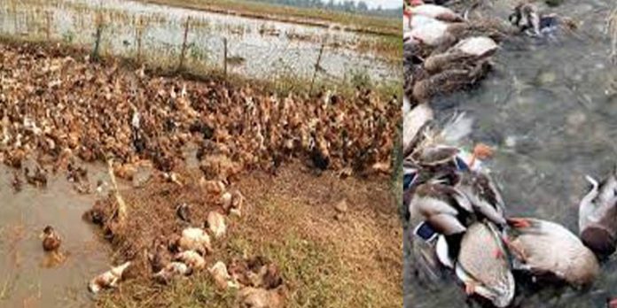 പക്ഷിപ്പനിയെ സര്ക്കാര് സംസ്ഥാന ദുരന്തമായി പ്രഖ്യാപിച്ചു പക്ഷിപ്പനിയെ സര്ക്കാര് സംസ്ഥാന ദുരന്തമായി പ്രഖ്യാപിച്ചു
