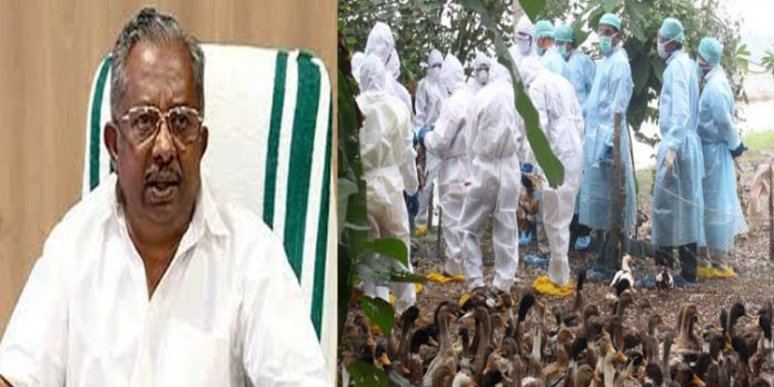 പക്ഷിപ്പനി ; കര്ഷകര്ക്ക് നഷ്ടപരിഹാരം നല്കും – മന്ത്രി കെ രാജു പക്ഷിപ്പനി ; കര്ഷകര്ക്ക് നഷ്ടപരിഹാരം നല്കും – മന്ത്രി കെ രാജു
