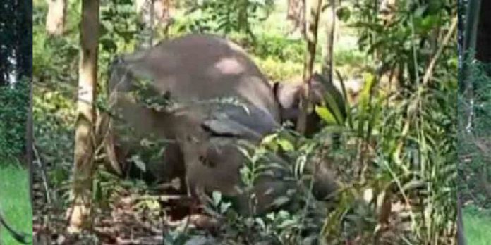 വിതുര കല്ലാറില് കാട്ടാനയെ ചരിഞ്ഞ നിലയില് കണ്ടെത്തിയ സംഭവത്തില് ഒരാള് അറസ്റ്റില് വിതുര കല്ലാറില് കാട്ടാനയെ ചരിഞ്ഞ നിലയില് കണ്ടെത്തിയ സംഭവത്തില് ഒരാള് അറസ്റ്റില്
