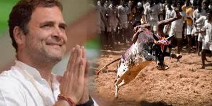 പൊങ്കലിനോടനുബന്ധിച്ച് സംഘടിപ്പിക്കുന്ന ജെല്ലിക്കെട്ട് കാണാന് രാഹുല് ഗാന്ധി എത്തും പൊങ്കലിനോടനുബന്ധിച്ച് സംഘടിപ്പിക്കുന്ന ജെല്ലിക്കെട്ട് കാണാന് രാഹുല് ഗാന്ധി എത്തും