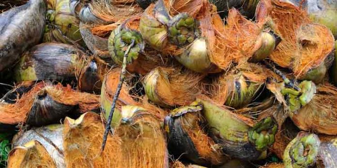 ചകിരിച്ചോറില്നിന്ന് പലക : കഴിഞ്ഞ ബജറ്റിലെ പ്രഖ്യാപനം ഉദാഹരിച്ച് മന്ത്രി തോമസ് ഐസക് ചകിരിച്ചോറില്നിന്ന് പലക : കഴിഞ്ഞ ബജറ്റിലെ പ്രഖ്യാപനം ഉദാഹരിച്ച് മന്ത്രി തോമസ് ഐസക്