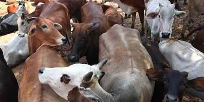 അറവുശാലകളിലേയ്ക്ക് കന്നുകാലികളെ കള്ളക്കടത്ത് ; ബിജെപി യുവനേതാവടക്കം അറസ്റ്റില് അറവുശാലകളിലേയ്ക്ക് കന്നുകാലികളെ കള്ളക്കടത്ത് ; ബിജെപി യുവനേതാവടക്കം അറസ്റ്റില്