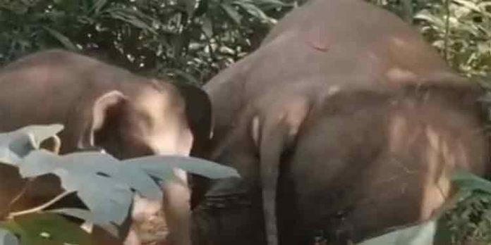 തിരുവനന്തപുരം കല്ലാറില് കാട്ടാന ചരിഞ്ഞു തിരുവനന്തപുരം കല്ലാറില് കാട്ടാന ചരിഞ്ഞു