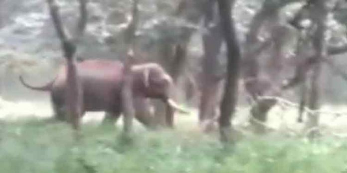 വന്യമൃഗ ശല്യത്തില് പൊറുതിമുട്ടി മലപ്പുറം ജില്ലയിലെ മലയോര മേഖല വന്യമൃഗ ശല്യത്തില് പൊറുതിമുട്ടി മലപ്പുറം ജില്ലയിലെ മലയോര മേഖല