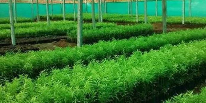 കലഞ്ഞൂരില് ജില്ലാ നഴ്സറിയ്ക്ക് അനുമതിയായി കലഞ്ഞൂരില് ജില്ലാ നഴ്സറിയ്ക്ക് അനുമതിയായി