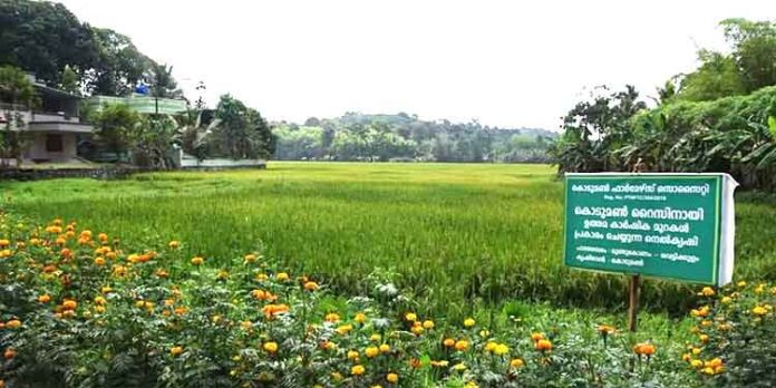 കൊടുമണ്ണില് നെല്കൃഷിക്ക് കരുത്തുകൂടുന്നു ; ഉല്പാദനം 869 മെട്രിക്ക് ടണിലേക്ക് കൊടുമണ്ണില് നെല്കൃഷിക്ക് കരുത്തുകൂടുന്നു ; ഉല്പാദനം 869 മെട്രിക്ക് ടണിലേക്ക്