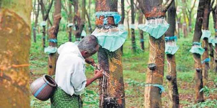 റബ്ബർ വില : ഒന്നര മാസത്തിനിടെ 15 രൂപയുടെ ഇടിവ് റബ്ബർ വില : ഒന്നര മാസത്തിനിടെ 15 രൂപയുടെ ഇടിവ്
