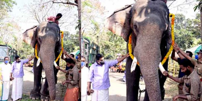 കോടനാട് നീലകണ്ഠന് കോന്നി ആനത്താവളത്തിൽ ഉജ്ജ്വല വരവേൽപ്പ് കോടനാട് നീലകണ്ഠന് കോന്നി ആനത്താവളത്തിൽ ഉജ്ജ്വല വരവേൽപ്പ്