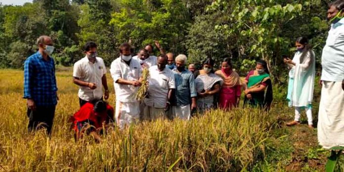 റാന്നി – മന്ദിരം ഏലായിൽ കൊയ്ത്തുത്സവം നടത്തി റാന്നി – മന്ദിരം ഏലായിൽ കൊയ്ത്തുത്സവം നടത്തി