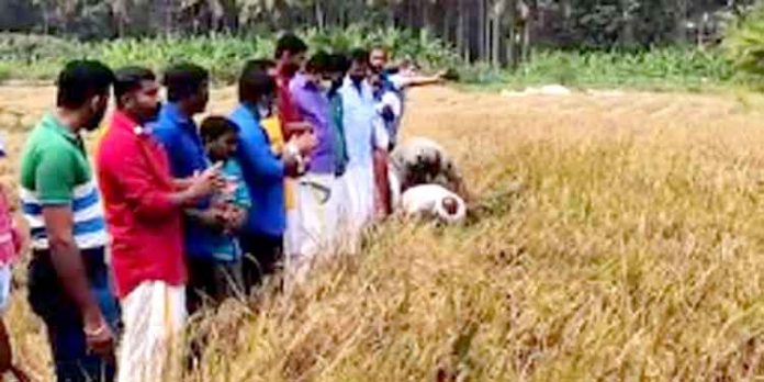 കിഴക്കുപുറം ഏലായിൽ കൊയ്ത്തുത്സവം കിഴക്കുപുറം ഏലായിൽ കൊയ്ത്തുത്സവം