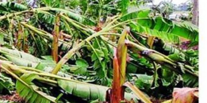 ശക്തമായ ചുഴലിക്കാറ്റില് അപ്പര് കുട്ടനാട്ടില് വന് നാശനഷ്ടങ്ങള് ശക്തമായ ചുഴലിക്കാറ്റില് അപ്പര് കുട്ടനാട്ടില് വന് നാശനഷ്ടങ്ങള്