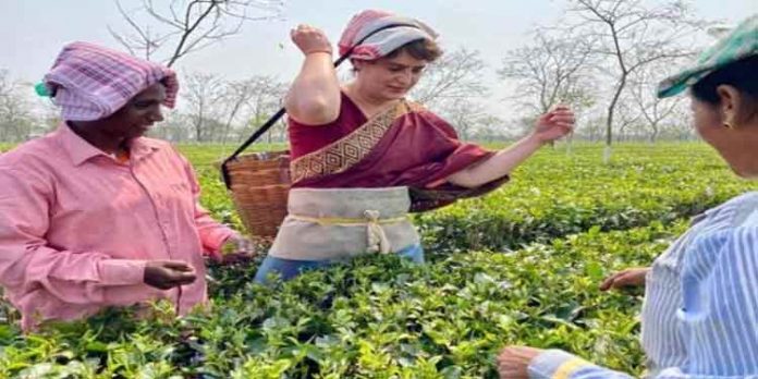 തേയിലത്തോട്ടത്തില് തൊഴിലാളികള്ക്കൊപ്പം കൊളുന്ത് നുള്ളി പ്രിയങ്ക ഗാന്ധി തേയിലത്തോട്ടത്തില് തൊഴിലാളികള്ക്കൊപ്പം കൊളുന്ത് നുള്ളി പ്രിയങ്ക ഗാന്ധി